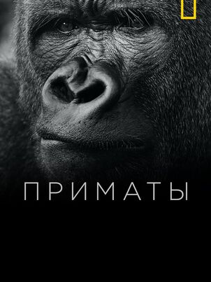 Постер сериала «Приматы»