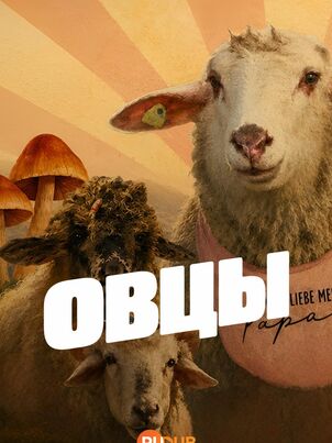 Овцы