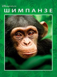 Постер: Шимпанзе
