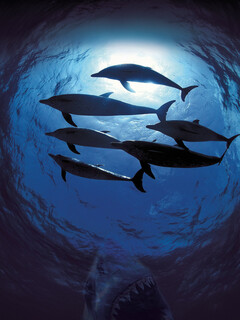 Большое путешествие вглубь океанов 3D