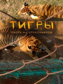 Постер: Тигры: Охота на браконьеров