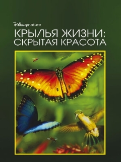 Постер фильма «Крылья жизни: Скрытая красота»