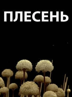 Постер: Плесень