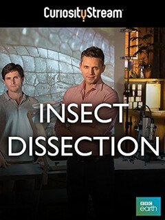 Insect Dissection: How Insects Work
