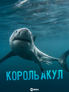 Постер: Король акул